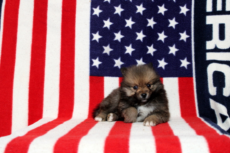 puppy, for, sale, Pomeranian, Matthew B. Stoltzfus, dog, breeder, Gap, PA, dog-breeder, puppy-for-sale, forsale, nearby, find, puppyfind, locator, puppylocator, aca